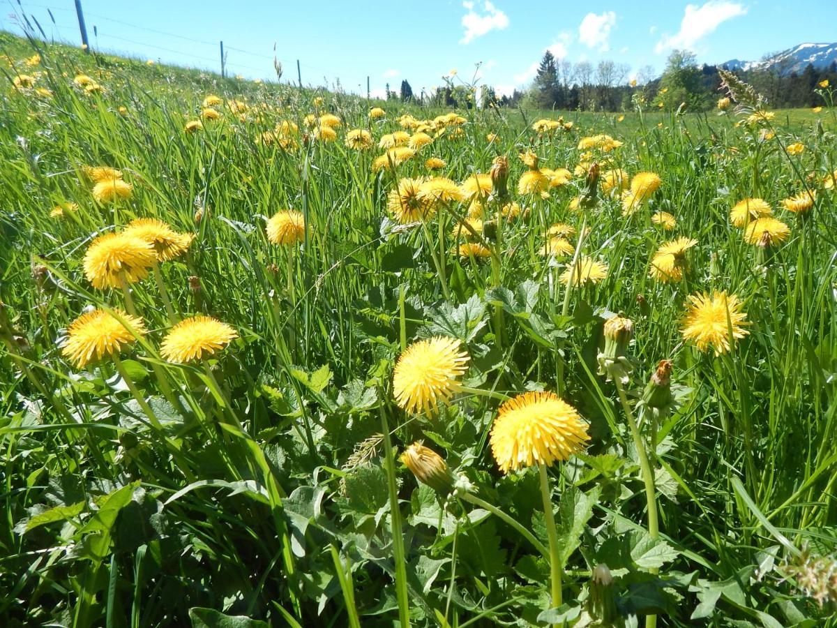 Berggasthof Sonne Allgau Sonthofen Dış mekan fotoğraf