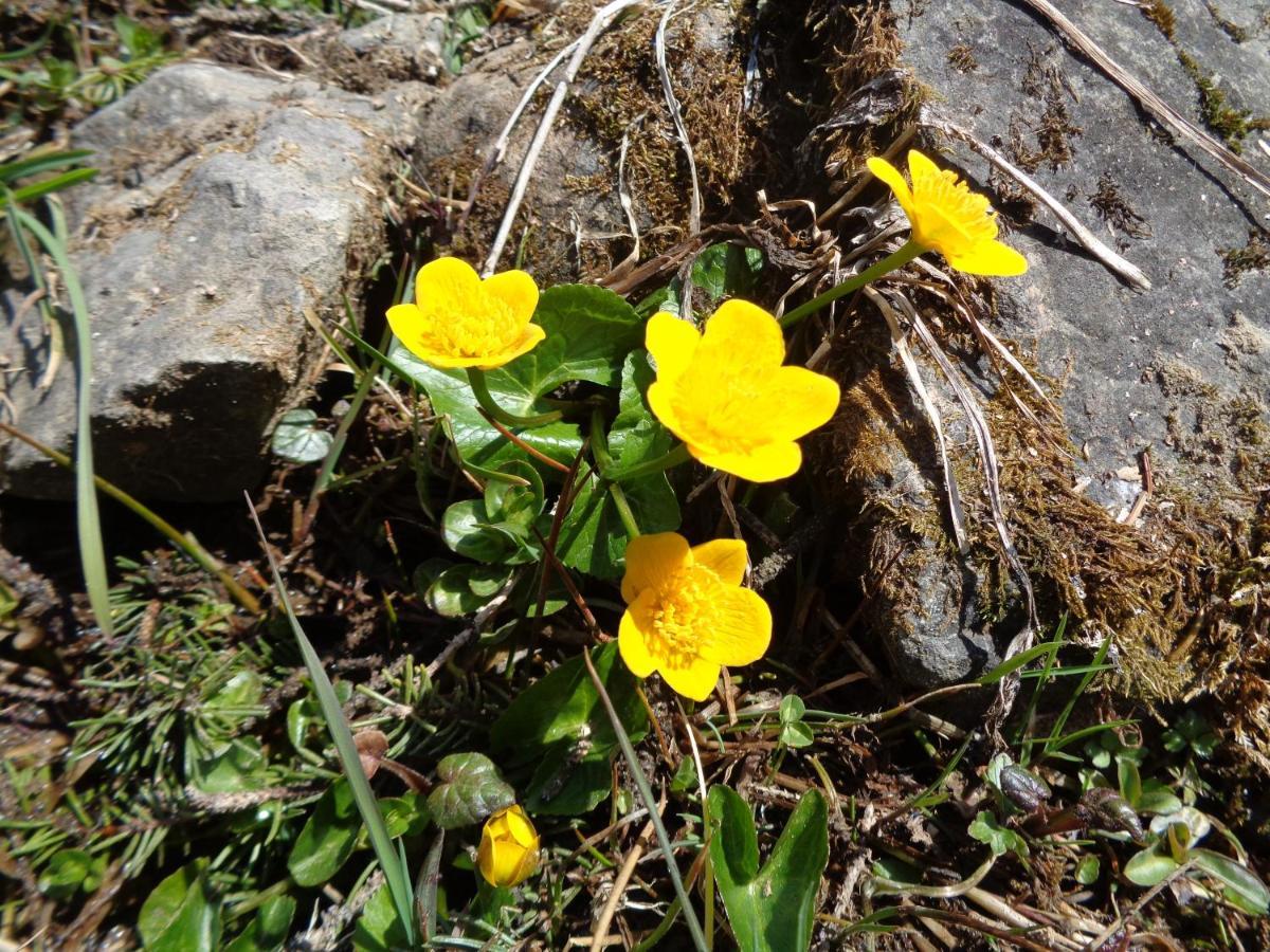 Berggasthof Sonne Allgau Sonthofen Dış mekan fotoğraf