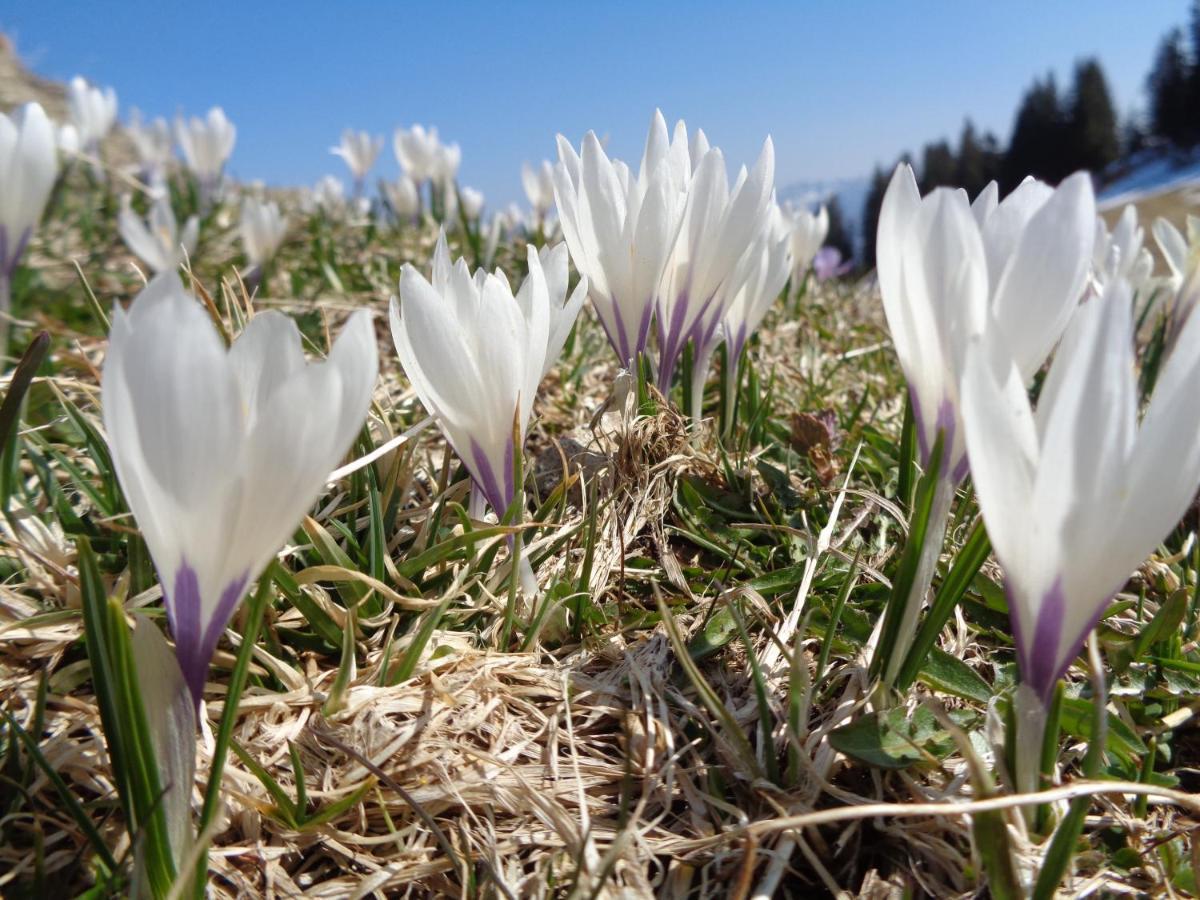 Berggasthof Sonne Allgau Sonthofen Dış mekan fotoğraf