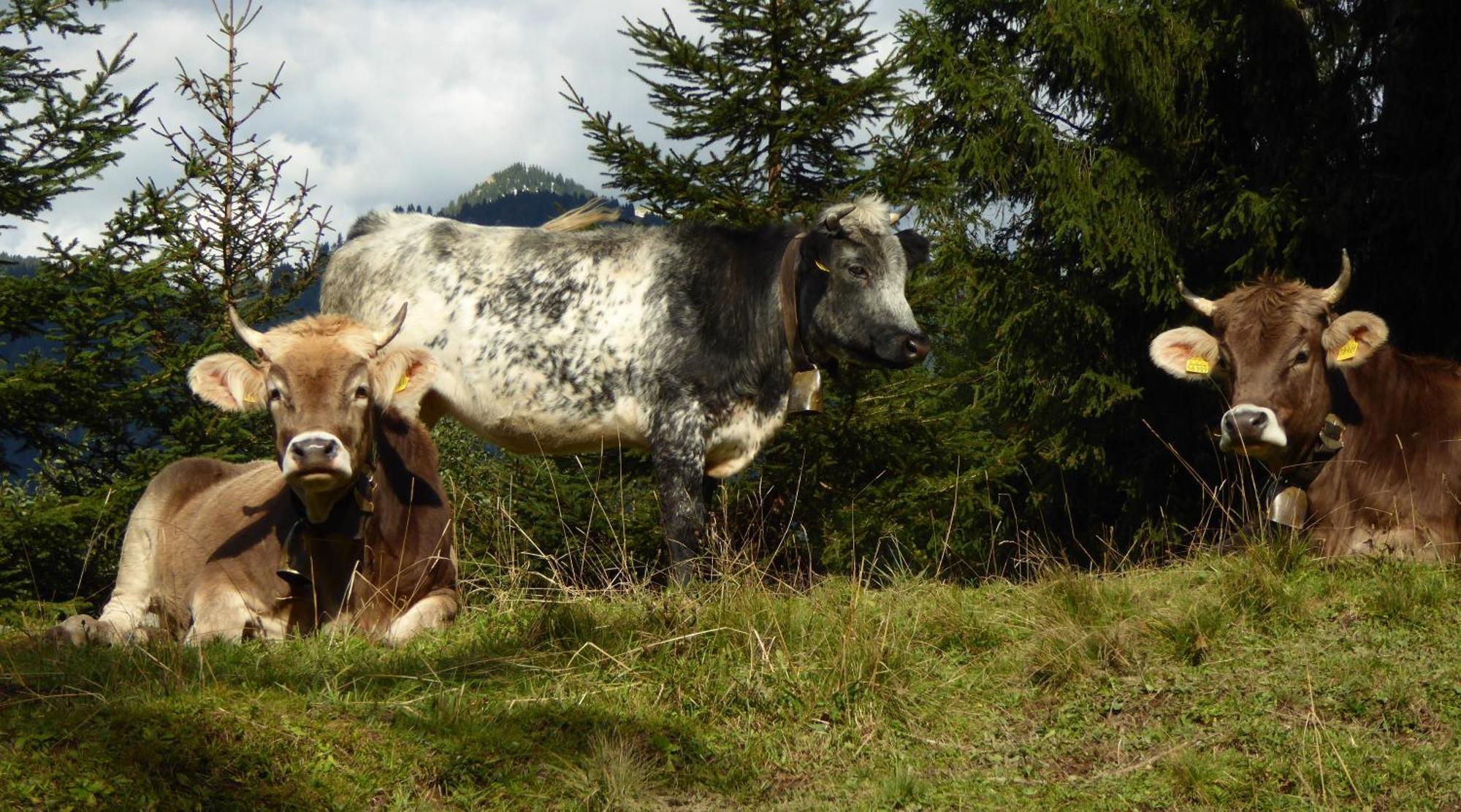 Berggasthof Sonne Allgau Sonthofen Dış mekan fotoğraf