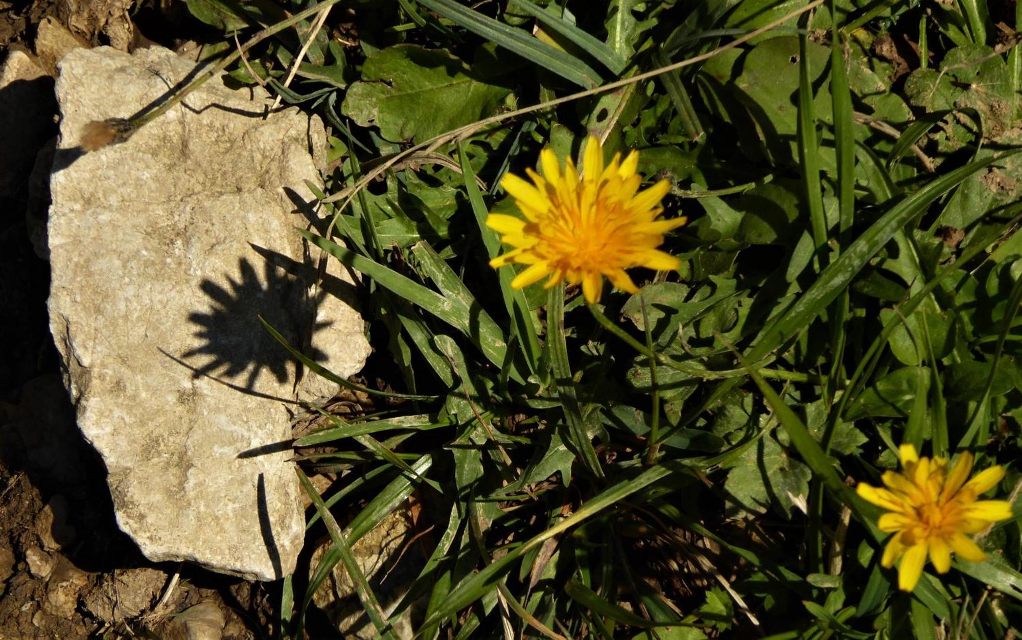 Berggasthof Sonne Allgau Sonthofen Dış mekan fotoğraf